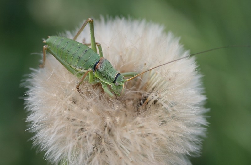 Giovane cavalletta